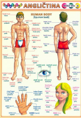 Anglický jazyk Obrázková angličtina 3 lidské tělo - tabulka A5 jednolist