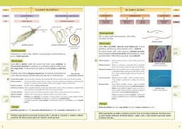 6.ročník Přírodopis Bezobratlí živočichové