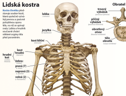 6-9.ročník Přírodopis Obraz Kosterní soustava člověka