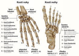 6-9.ročník Přírodopis Obraz Kosterní soustava člověka