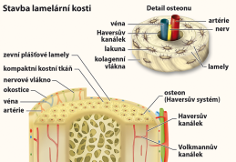 6-9.ročník Přírodopis Obraz Kosterní soustava člověka