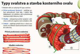 6-9.ročník Přírodopis Obraz Svalová soustava člověka