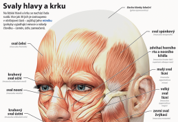 6-9.ročník Přírodopis Obraz Svalová soustava člověka