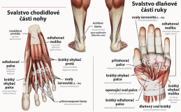 6-9.ročník Přírodopis Obraz Svalová soustava člověka