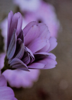 Fotoalbum Floret