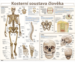 6-9.ročník Přírodopis Obraz Kosterní soustava člověka