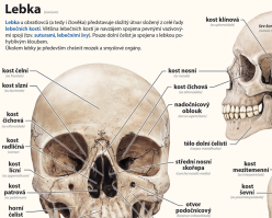 6-9.ročník Přírodopis Obraz Kosterní soustava člověka